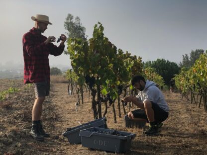 Syrah Reserva - Afbeelding 4